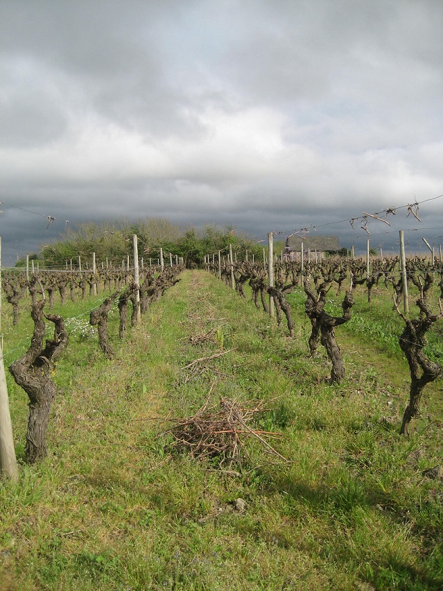 Première Vendanges du Domäne Vincendeau en 2014
